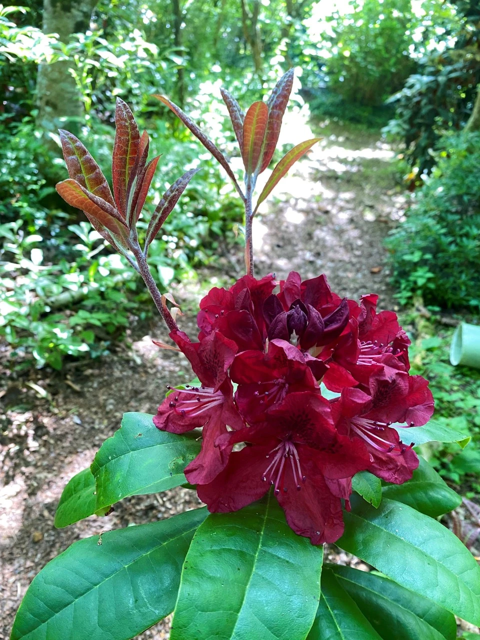 'Moser's Maroon'